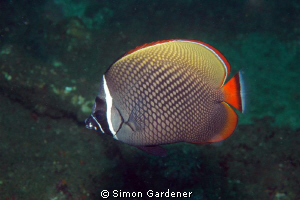 butterfly fish shot with Nikon D70s and 135mm macro lens ... by Simon Gardener 
